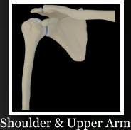 Shoulder & Upper Arm